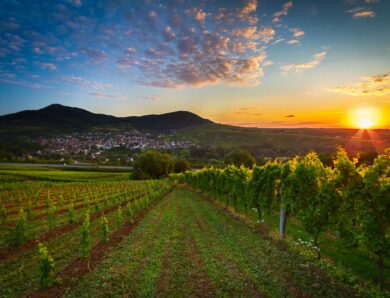 Winzerliebe in der Pfalz: Zwischen Reben und romantischen Höfen