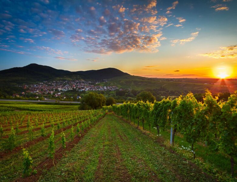 Winzerliebe in der Pfalz: Zwischen Reben und romantischen Höfen