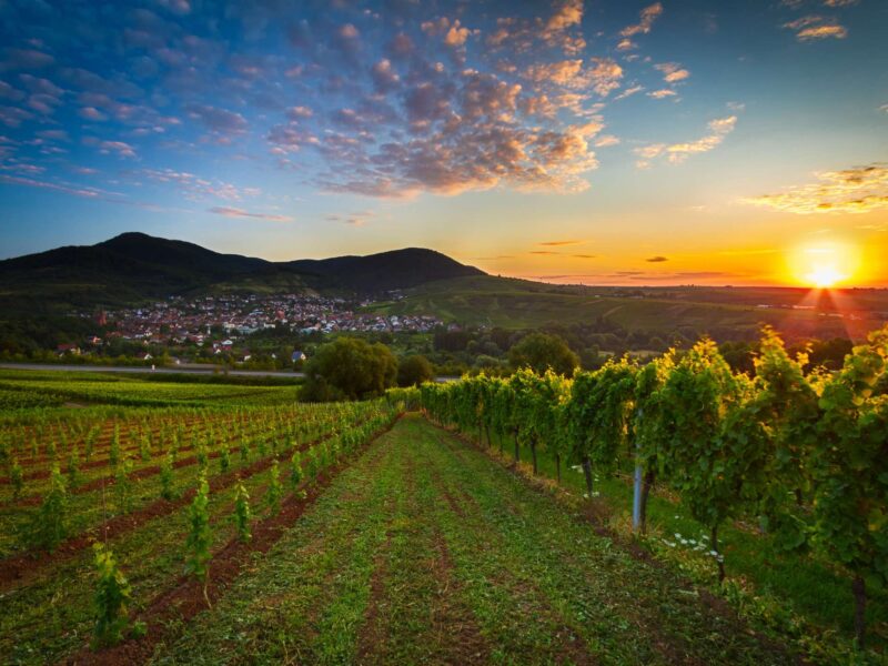 Winzerliebe in der Pfalz: Zwischen Reben und romantischen Höfen