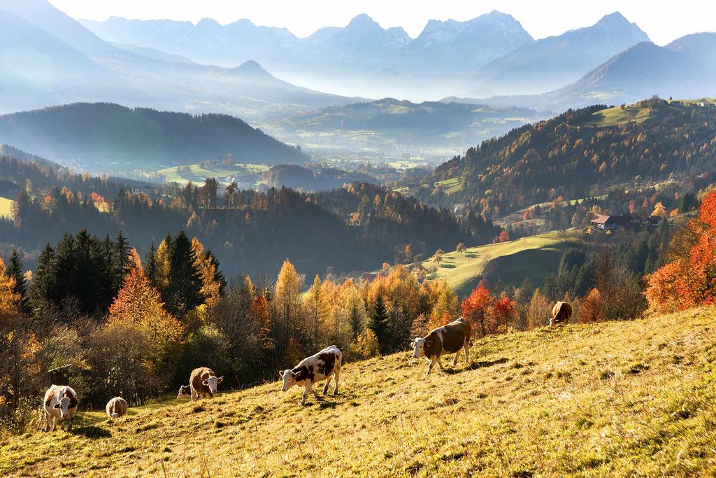 Herbst auf dem Land: Zwischen bunten Feldern, Hofleben und gemütlichen Momenten